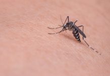 Mosquitoes Infected with EEE Kill 9 People