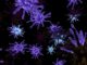 Deadly Coronavirus Spreads Through China