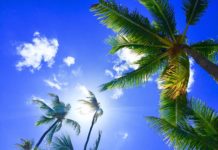 Joe Biden Wins Hawaii