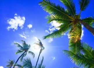 Joe Biden Wins Hawaii