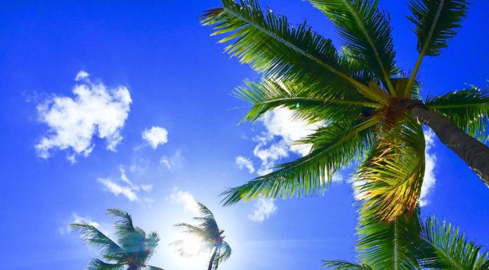 Joe Biden Wins Hawaii