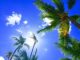 Joe Biden Wins Hawaii