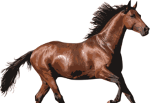 The 2020 Kentucky Derby