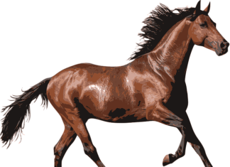 The 2020 Kentucky Derby