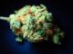 The $1.19 Billion Drug Bust