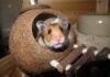 Hong Kong’s New Hampster Policy Causes Global Disappointment