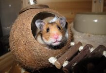 Hong Kong’s New Hampster Policy Causes Global Disappointment