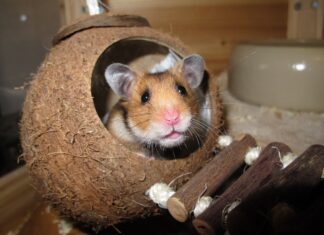 Hong Kong’s New Hampster Policy Causes Global Disappointment