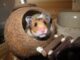 Hong Kong’s New Hampster Policy Causes Global Disappointment