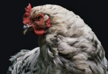 Bird Flu Outbreak Expected To Cause Poultry Prices To Rise