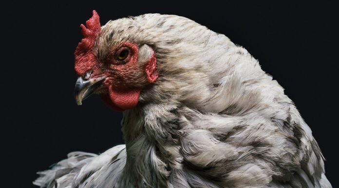 Bird Flu Outbreak Expected To Cause Poultry Prices To Rise