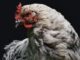 Bird Flu Outbreak Expected To Cause Poultry Prices To Rise