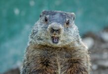 Happy Groundhog Day