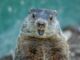 Happy Groundhog Day