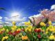 The Sunshine Protection Act