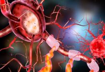 The Rosehip Neuron In The Human Brain