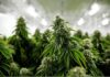 Illegal Pot Farms Continue To Pop Up On The East Coast