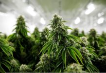 Illegal Pot Farms Continue To Pop Up On The East Coast