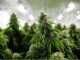 Illegal Pot Farms Continue To Pop Up On The East Coast