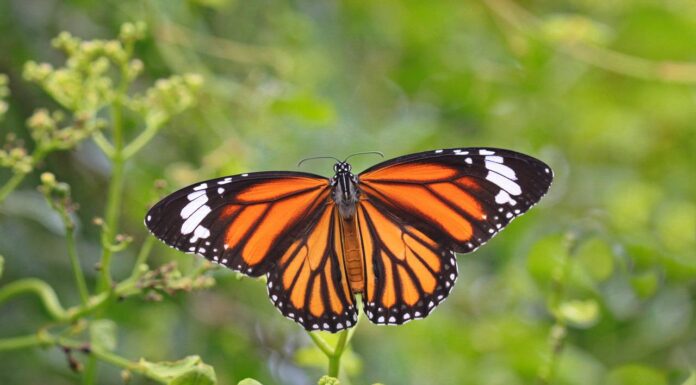 Monarch Butterflies Are Now An Endangered Species