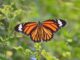 Monarch Butterflies Are Now An Endangered Species