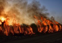 Summer Wildfires Continue To Run Rampant In the US