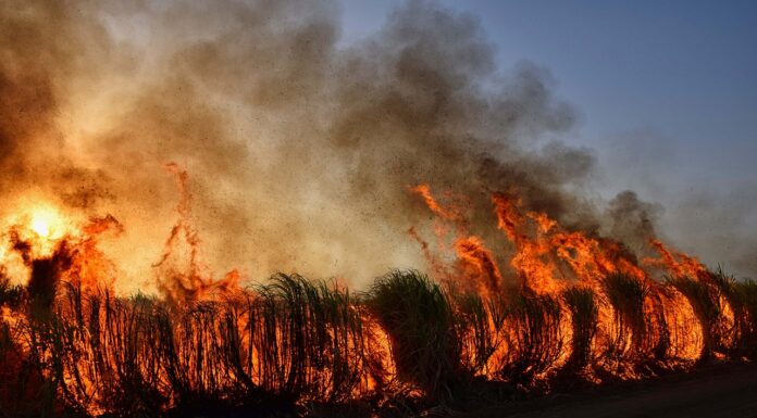 Summer Wildfires Continue To Run Rampant In the US