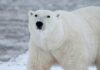 Rapid Arctic Warming Causes Global Concerns