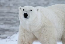 Rapid Arctic Warming Causes Global Concerns