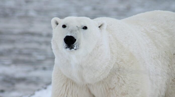 Rapid Arctic Warming Causes Global Concerns