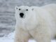 Rapid Arctic Warming Causes Global Concerns