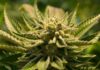 The Marijuana Pardons