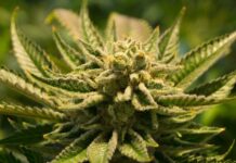 The Marijuana Pardons