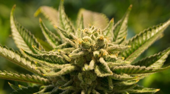 The Marijuana Pardons