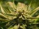 The Marijuana Pardons