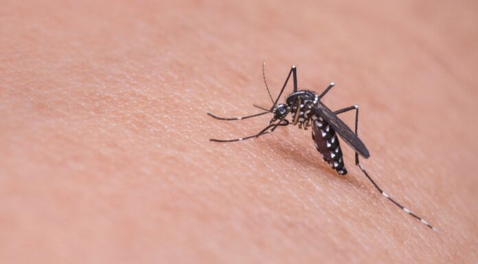 Some People Are Mosquito Magnets