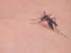 Some People Are Mosquito Magnets