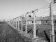 International Holocaust Remembrance Day