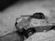 Russia Loses Epic Tank Battle At The battle Of Vuhledar