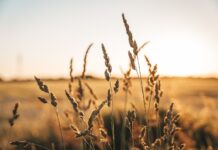 Russia Pulls Out Of The Black Sea Grain Deal
