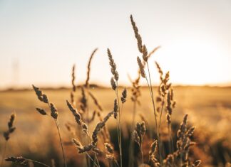 Russia Pulls Out Of The Black Sea Grain Deal
