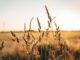 Russia Pulls Out Of The Black Sea Grain Deal
