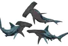 Cocaine Sharks