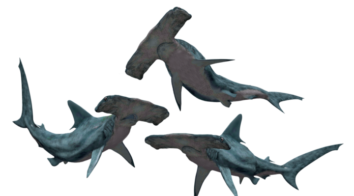 Cocaine Sharks