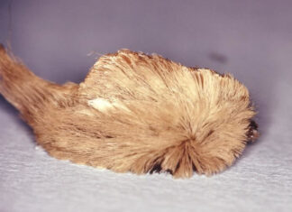 Scientists Discover Caterpillar Venom Might Treat Cancer Patients