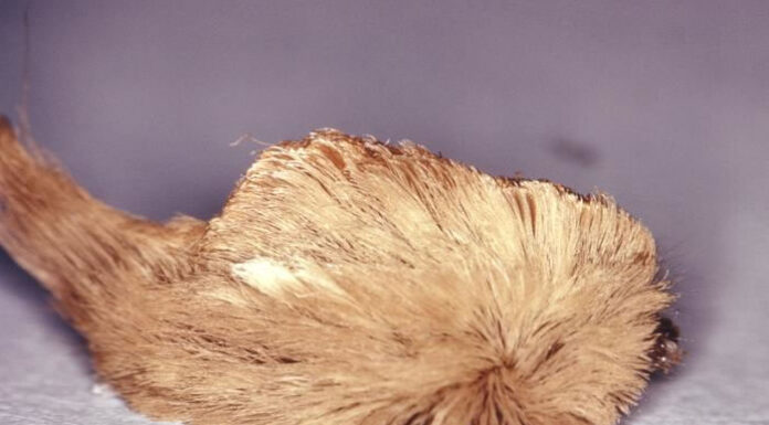 Scientists Discover Caterpillar Venom Might Treat Cancer Patients