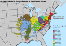 Billions Of Cicadas Set For Rare Dual Emergence Across The US In 2024