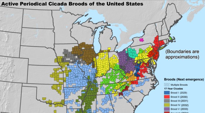 Billions Of Cicadas Set For Rare Dual Emergence Across The US In 2024