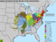 Billions Of Cicadas Set For Rare Dual Emergence Across The US In 2024