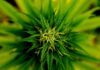Cannabis Use Linked To Elevated Heart Disease Risk
